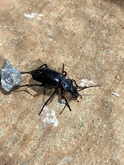 Carabina