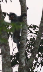 Trachypithecus crepusculus