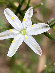 Caesia parviflora parviflora