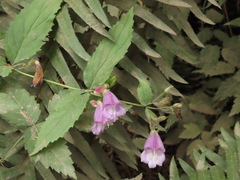 Nothochelone nemorosa