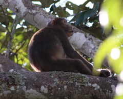 Macaca assamensis