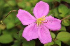 Heterotis rotundifolia