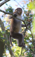Macaca assamensis