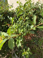Citharexylum spinosum