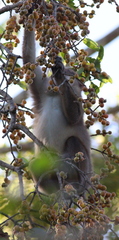 Macaca assamensis