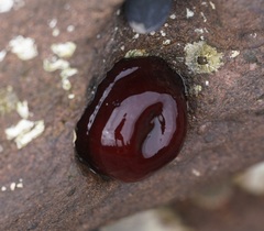 Actinia tenebrosa