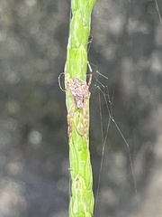 Neoscona theisi