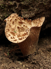 Turbinellus kauffmanii