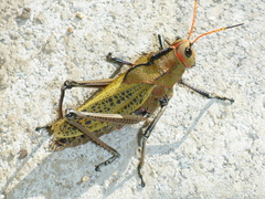 Taeniopoda gutturosa