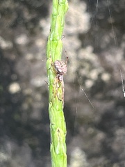 Neoscona theisi