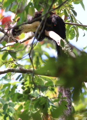 Ratufa bicolor