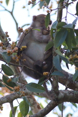 Macaca assamensis