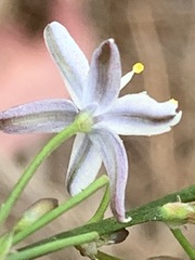 Caesia parviflora parviflora