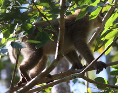 Macaca assamensis