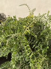 Sophora