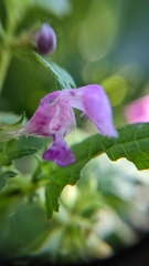 Lamium maculatum