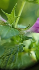Lamium maculatum