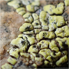 Acarosporaceae
