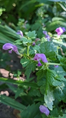 Lamium maculatum