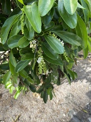 Citharexylum spinosum