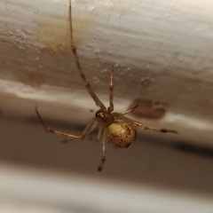 Parasteatoda tepidariorum