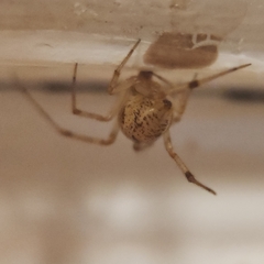 Parasteatoda tepidariorum