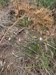 Caesia parviflora parviflora