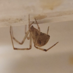 Parasteatoda tepidariorum