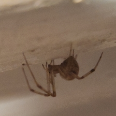 Parasteatoda tepidariorum