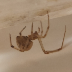 Parasteatoda tepidariorum