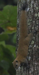 Callosciurus caniceps