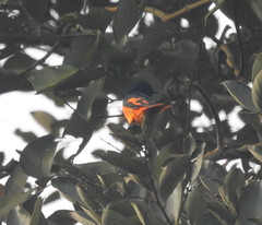 Pericrocotus flammeus