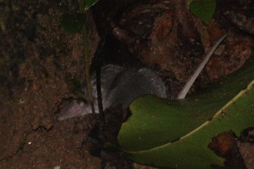Southeast Asian Shrew