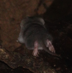 Crocidura fuliginosa