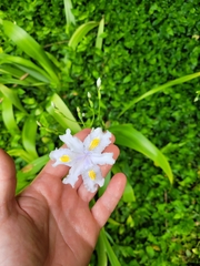 Iris japonica