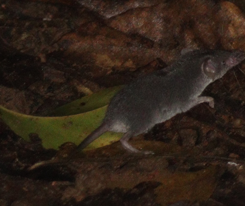 Southeast Asian Shrew (Crocidura fuliginosa) — Least Concern Mammalia