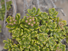 Ixodia achillaeoides