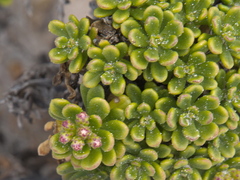 Ixodia achillaeoides