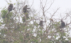 Trachypithecus obscurus