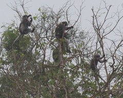 Trachypithecus obscurus