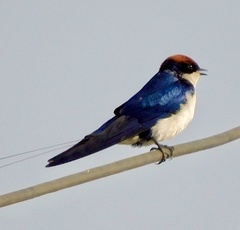 Hirundo smithii