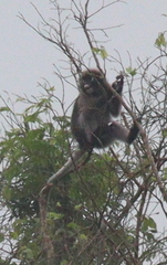 Trachypithecus obscurus