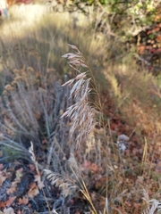 Bromus