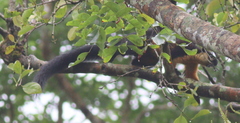 Ratufa bicolor