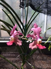 Vanda