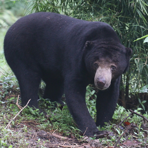 Sun Bear