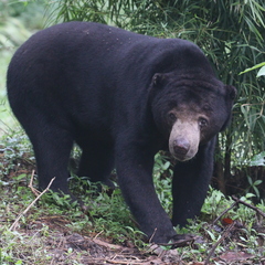Helarctos malayanus malayanus