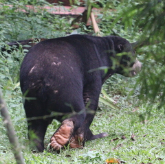 Helarctos malayanus malayanus