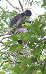 Trachypithecus obscurus