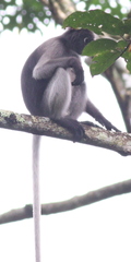 Trachypithecus obscurus